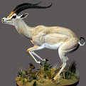 Gazelle Full Mount