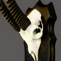 Gazelle Skull Mount
