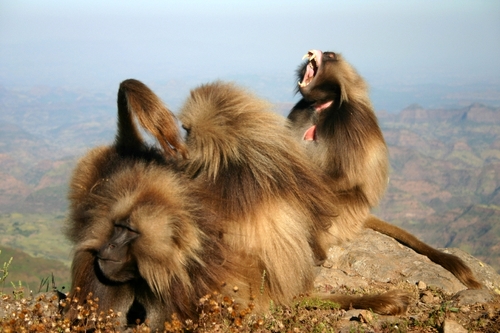 Gelada Baboon