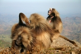Baboon Hunting
