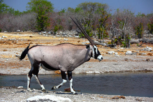Gemsbok