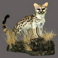 Genet Full Mount