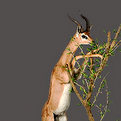 Gerenuk Full Mount