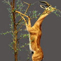 Gerenuk Full Mount