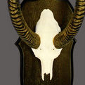 Gerenuk Skull Mount