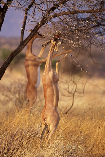 Gerenuk Standing