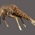 Giraffe Full Mount