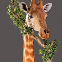 Giraffe Neck Pedestal Mount