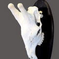 Giraffe Skull Mount