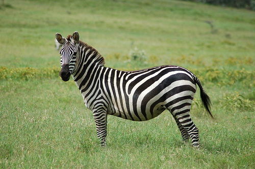 Grant's Zebra