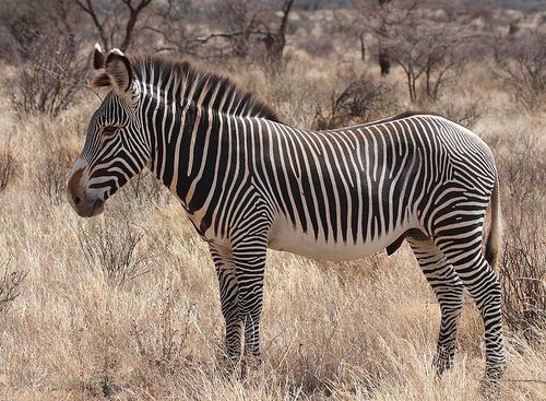 Grévy's Zebra