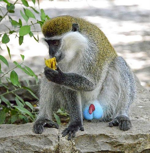Grivet Monkey