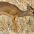 Guenther's Dik-Dik