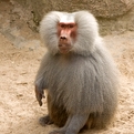 Hamadryas Baboon