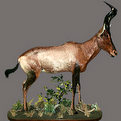 Hartebeest Full Mount