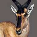 Hartebeest Pedestal Wall Mount