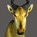 Hartebeest Shoulder Mount