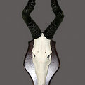Hartebeest Skull Mount
