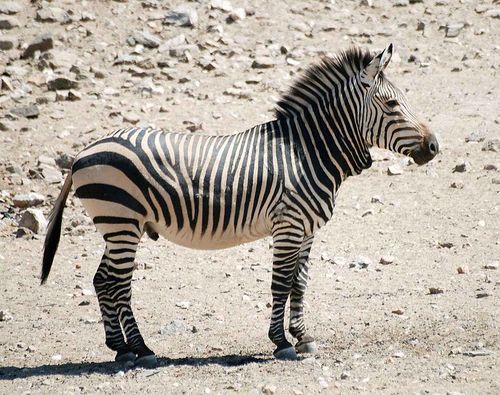 Hartmann's Mountain Zebra