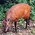 Harvey's Red Duiker