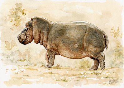 Hippo Watercolor 1