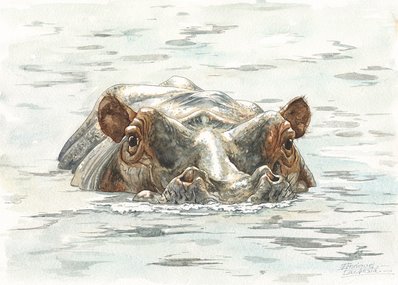 Hippo Watercolor 2