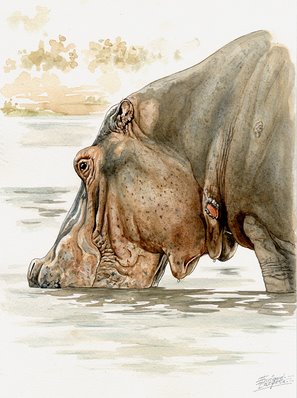 Hippo Watercolor 4