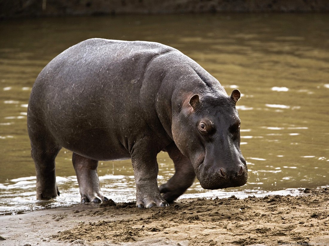 avg free hippo 64 bit