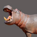 Hippo Full Mount