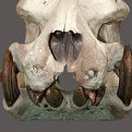 Hippo Teeth & Skull Mount