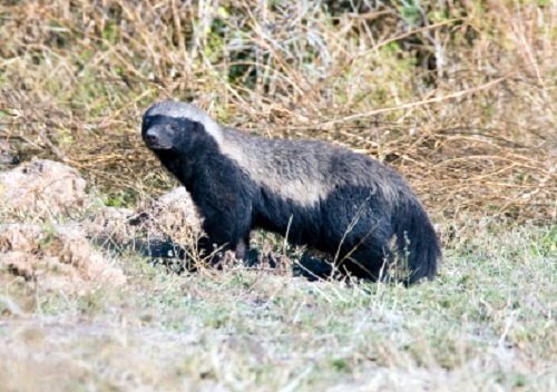 Honey Badger