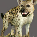Hyena Full Mount