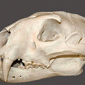 Hyena Skull Mount
