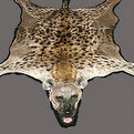 Hyena Rug Mount