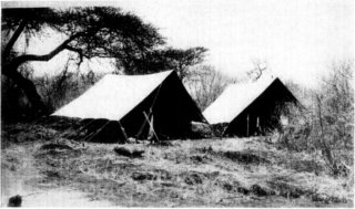 Photograph: In the Thorn Brush on the Tana