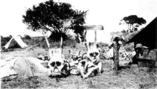 Photograph: The Elephants' Skulls Were Saved