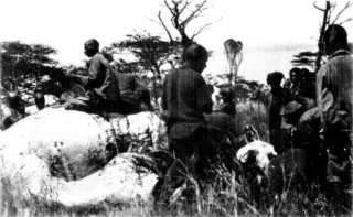 Photograph: The Porters Like Elephant Meat