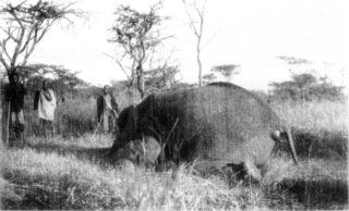 Photograph: As the Elephant Fell