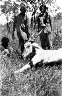 Photograph: The Eland Is the Largest of the African Antelopes