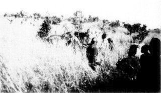 Photograph: Nearly Buried in Grass