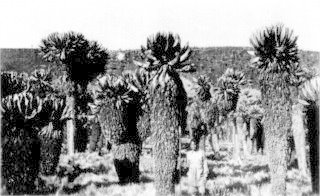 Photograph: Giant Cactus Growth In the Crater