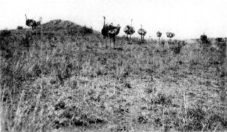 Photograph: A Herd of Ostriches