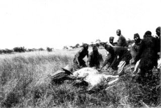 Photograph: Dragged a Zebra to the Boma Photograph: Dragged a Zebra to the Boma