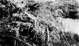 Photograph: By courtesy of W.D. Boyce. The Rifle Was Sighted on the Bait Photograph: By courtesy of W.D. Boyce. The Rifle Was Sighted on the Bait