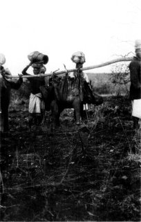 Photograph: A Comfortable Hammock of Zebra Skin