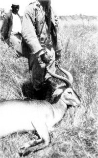 Photograph: A Uganda Cob