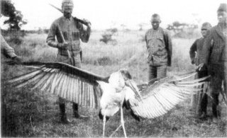 Photograph: A Maribou Stork