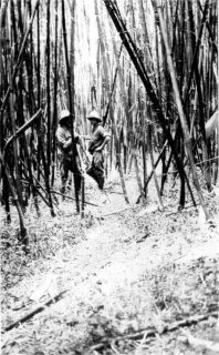 Photograph: In the Belt of Bamboo