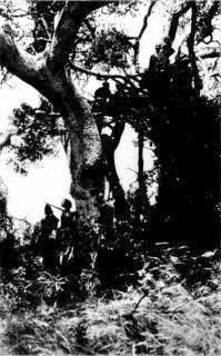 Photograph: The Tree Method of Lion Shooting Photograph: The Tree Method of Lion Shooting