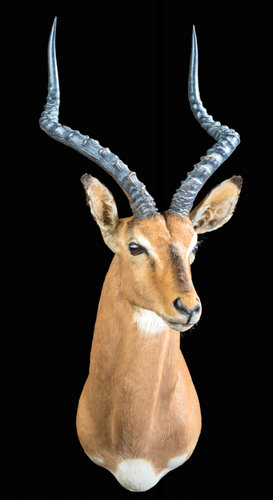 Impala Shoulder Mount